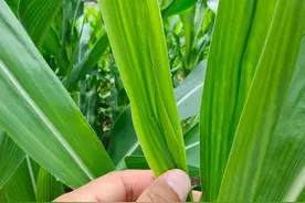 玉米去了头，力气大如牛，玉米怎样去头才能高产图片