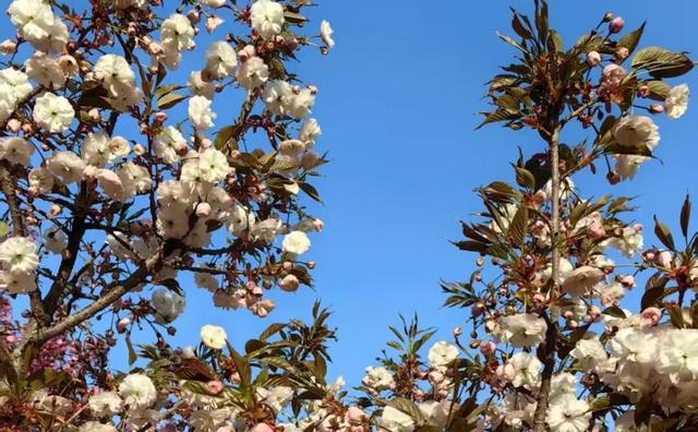 探春金普·寻芳图第五站！海风已至！炮台山×童牛岭樱海将绽！