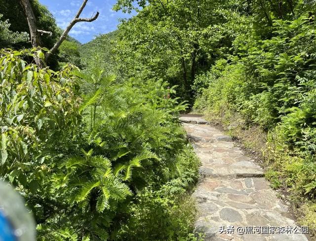 夏末秋初送清凉，来自黑河国家森林公园的惊喜等你查收~