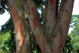 通过这些冷知识看懂巴西是怎样一个国家图片