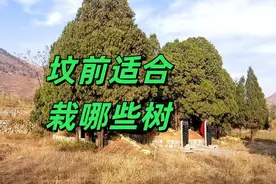 “坟前种三树，子孙代代富”，“三树”指什么？坟前适合栽哪些树图片