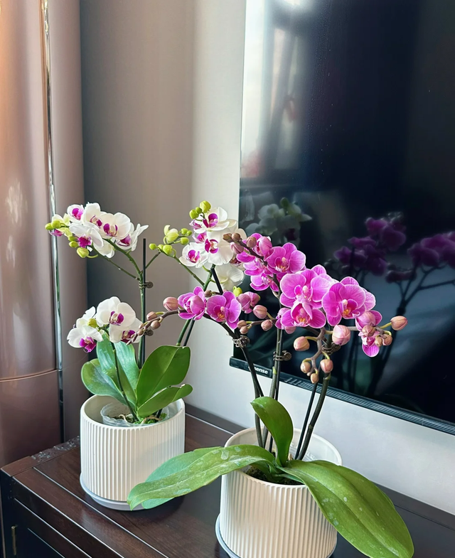 “买花一时爽，养花火葬场”的17种花， 劝你不要随意买