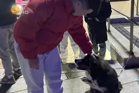 侠肝义胆流浪狗收留走失家犬，全网呼吁给它们一个家图片