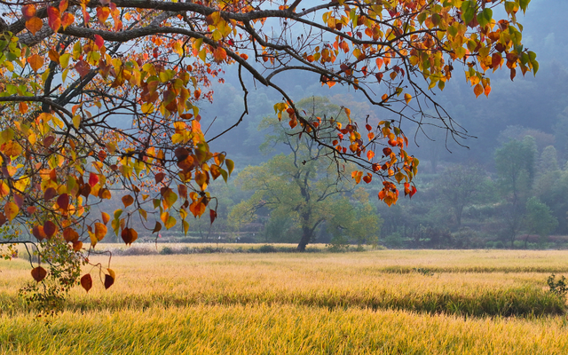 塔川秋色已上线！乌桕+民宿，等你来打卡~ | 皖美秋日