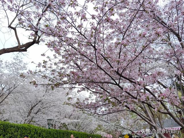 北京玉渊潭,赏樱正当时