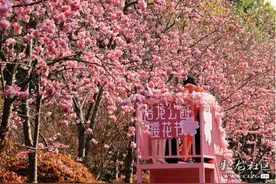 走，去昆明洛龙公园看樱花克！图片