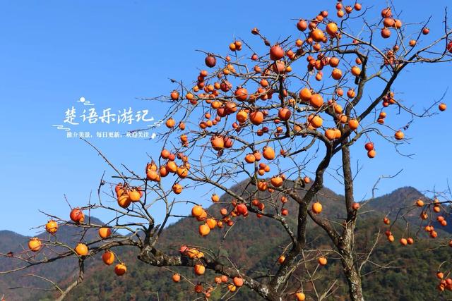 浙江绍兴这个山村火了，吊红柿子漫山红遍，美如童话却免费开放