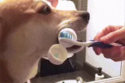 男子和女同事打闹，将其夹腿间倒立抱起，网友：动作熟练是老手。图片