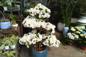 春天去沈阳南井花卉市场买花图片