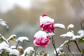 阳萎的死对头，常喝这一碗水，短短数秒就起劲图片