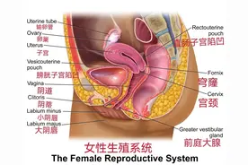 小肚子是为了保护子宫和卵巢？医生提醒：腹部脂肪过多危害很大！图片