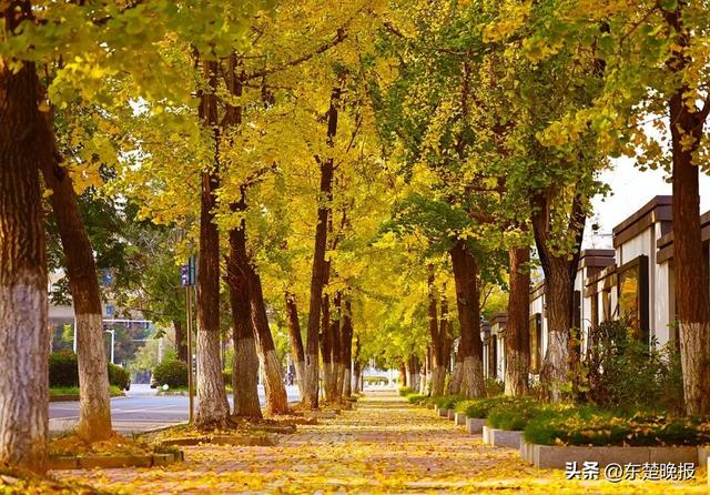 黄石城区这条路改名了！新名称揭晓→