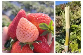 在攀枝花每个月都吃什么水果呢？我总结了这几十种（快来补充）图片