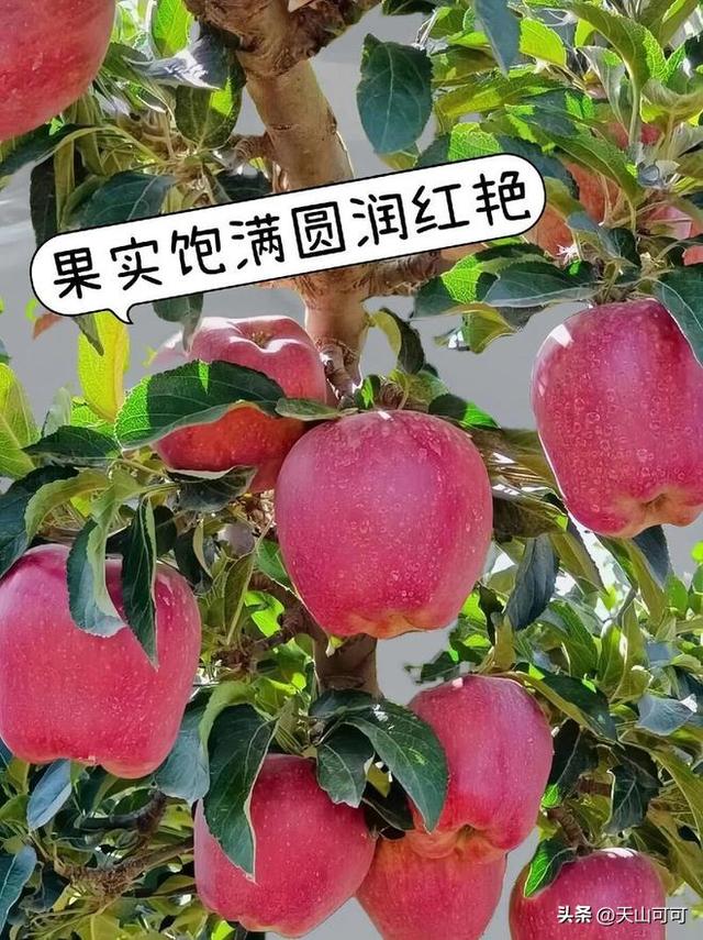 花牛苹果和蛇果的区别？