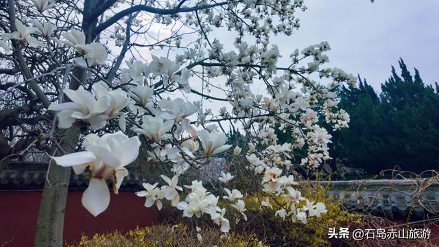 赤山的春天，是一场蓄谋已久的“花事”
