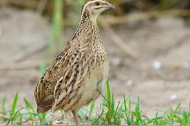 鹌鹑是鸡还是鸟？你知道吗？别被它的小个头骗了！图片