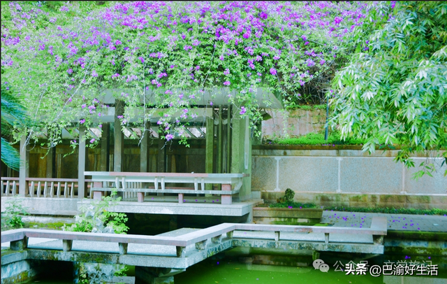北碚公园竟是"大熊猫"命名地，原来藏着这么多秘密