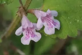 活血丹，有个富有诗意的名字——爱情草。图片