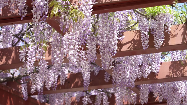 杭州春日“绝绝紫”瀑布已上线！