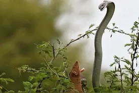 17张罕见生物照：海蛞蝓被砍头依旧存活，棒球把飞鸟击打到粉碎图片