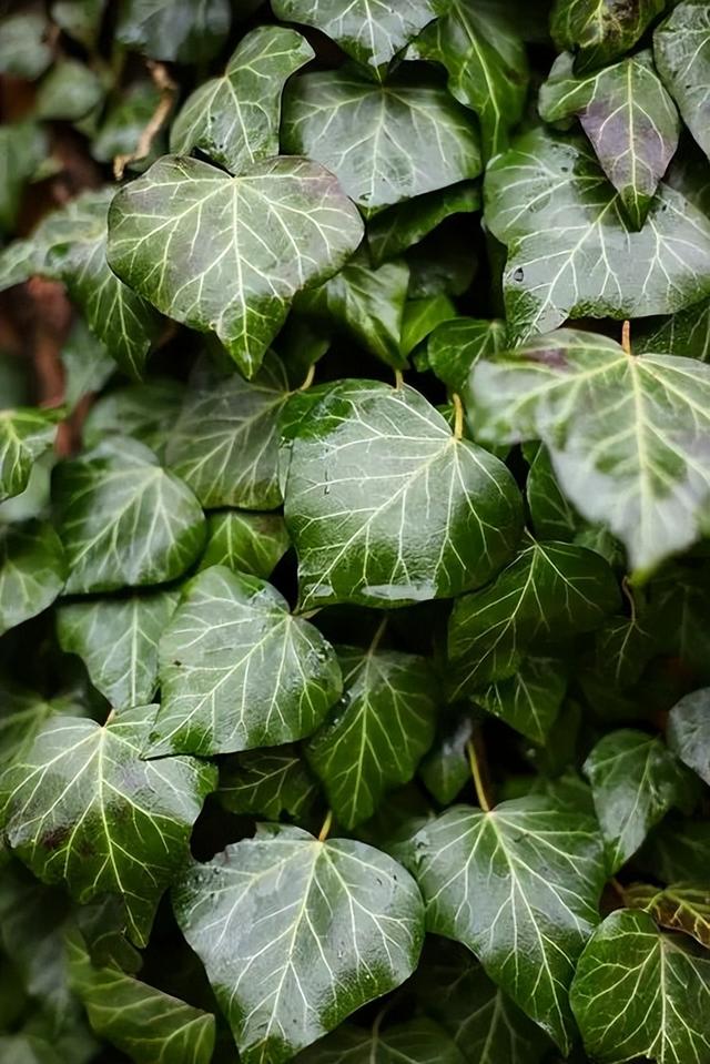 Ivy, also known as ivy, is a beautiful and unique plant. - iNEWS