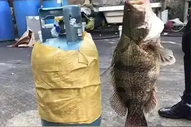 长江各水系鳜鱼爆增，个体大如“煤气罐”，网友：这并不是好现象图片