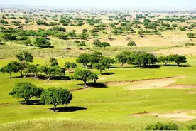 巴西到底有哪些世界第一图片