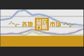 4月上海、广州、郑州、漳州、青州、台北盆花市场 | 行情图片