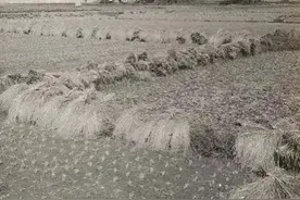 国民党陈氏兄弟其人其事（47）巧取豪夺图片