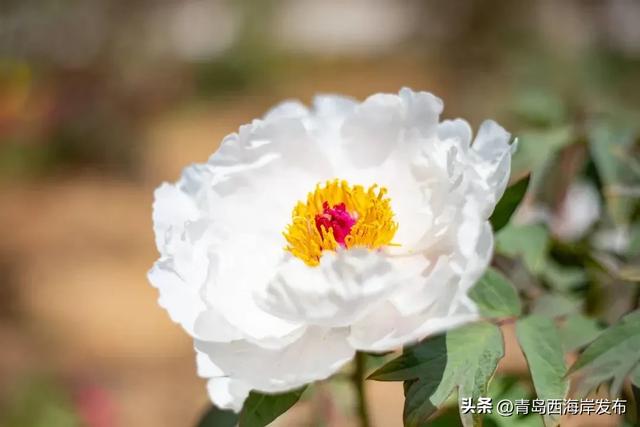 免费送票!西海岸这片牡丹花海惊艳全城
