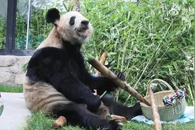 下饭视频！沉浸式看丫丫吃笋好治愈 网友：丫丫胖出的褶子好明显~图片