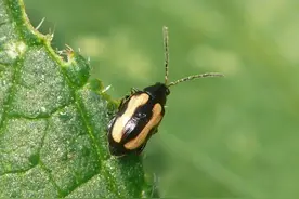 【虫害防治】再添6大害虫防治配方，彻底扫清虫患！图片