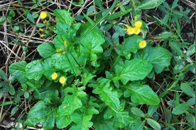 黄鹌菜老人称还阳草，菊科植物花似蒲公英，常吃野菜，有4大价值图片