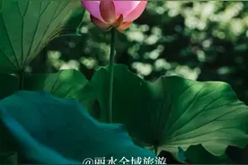 一眼千年！丽水与“莲”的前世今生图片