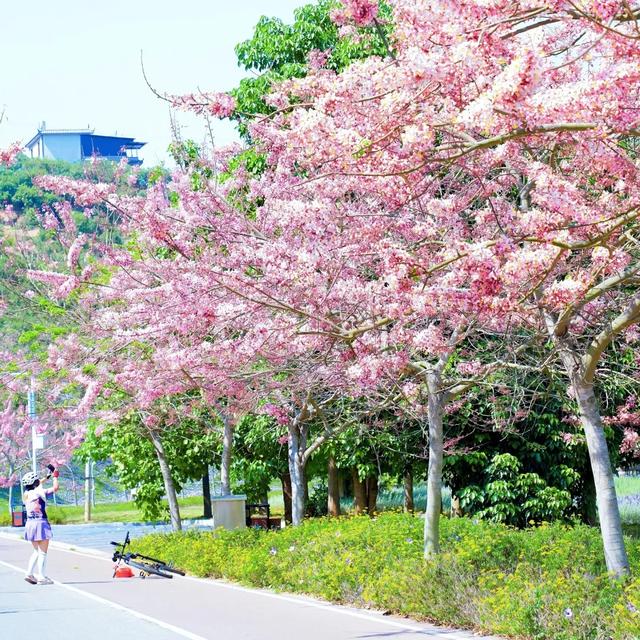 石屏的神黄豆花开了~