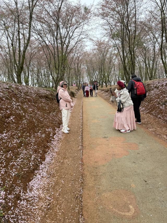 【花漾高峰 樱你梅丽】樱花“库存”见底 贵安樱花园落樱“花毯”别有风味