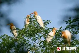 追鸟 | 前方高甜！牛背鹭枝头“秀恩爱”图片
