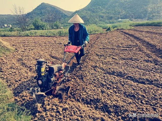 玉米地里传出惨叫！64 岁农妇半截身子被吞，天黑抢收的代价太惨痛！