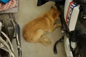 “胆小如狗”的称呼原来是这么来的。图片