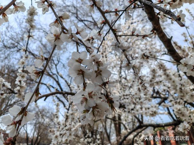 北京公园赏花记