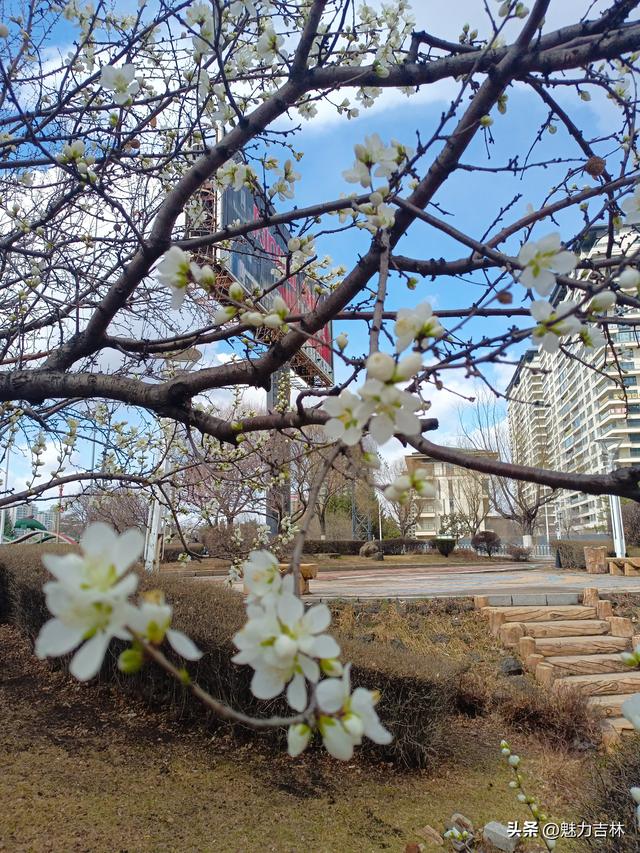 春雨润新园，繁花赴春约 ，在繁花满枝的春日里，遇见最好的自己