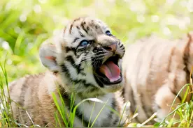 把一只小老虎从小养大，它会不会攻击主人？图片