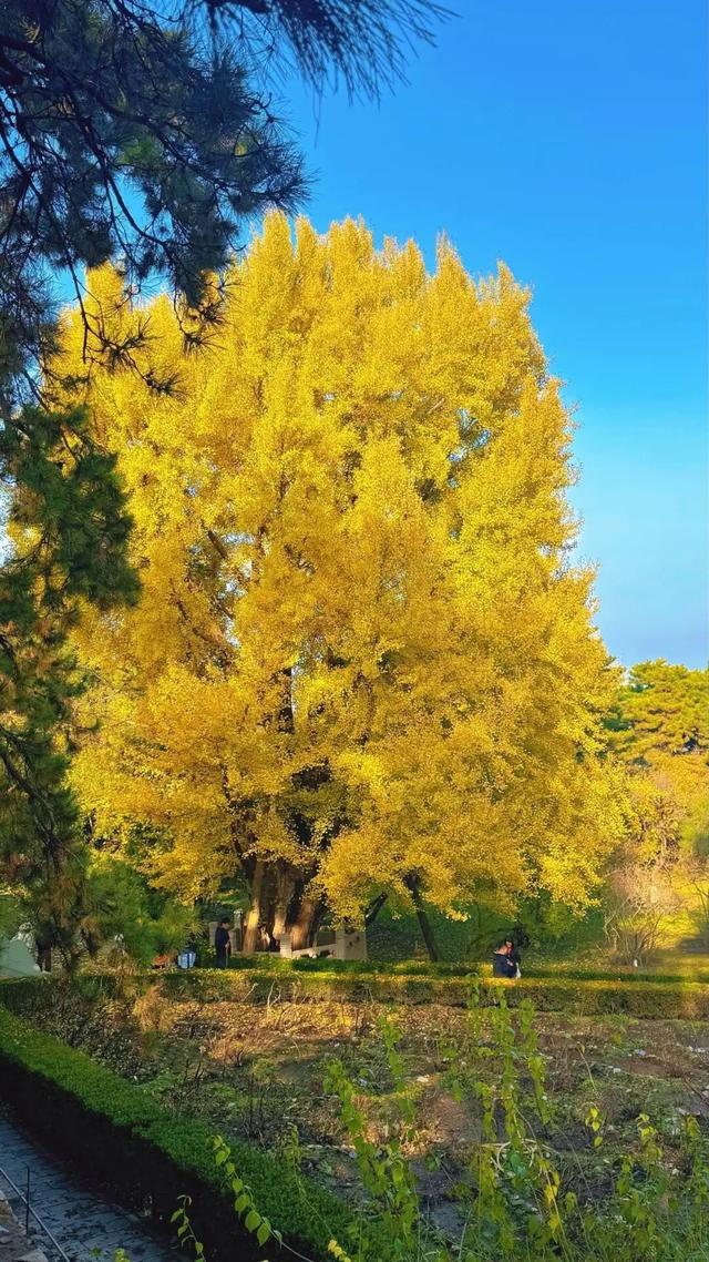 避开人从众！门头沟这里的秋，人少景美，一秒治愈！