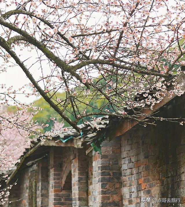 成都真正的“小林芝”盛景，被严重低估，漫山梅花，美到震撼！