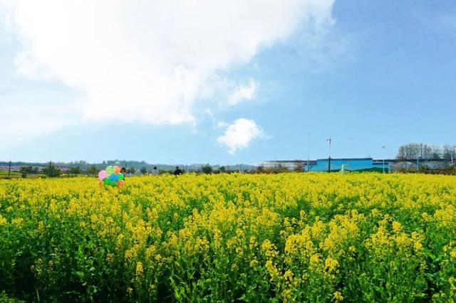 赏花不迷路！2026汉中油菜花海精品观花点服务清单，一键收藏赴春约→
