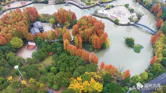 温州这处城区公园红杉如画，错过待来年！