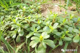 马齿苋是个宝，咳嗽痔疮离不了图片