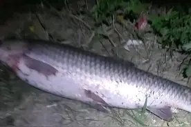 昨晚夜钓真是惊心动魄！喜欢夜钓的朋友一定要注意安全啊！图片