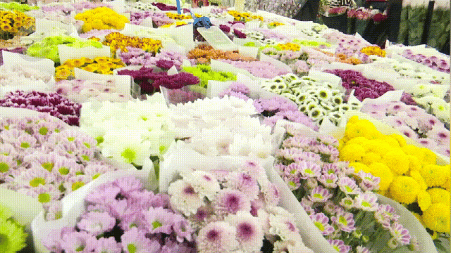 这才是重阳节该有的样子！爬西山、买花、吃重阳糕…昆明人的过节“三件套”齐了~