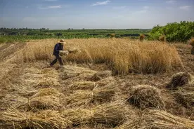 1988年父亲去咸阳当麦客，每天割两亩麦子每顿吃六碗饭，主家真好图片